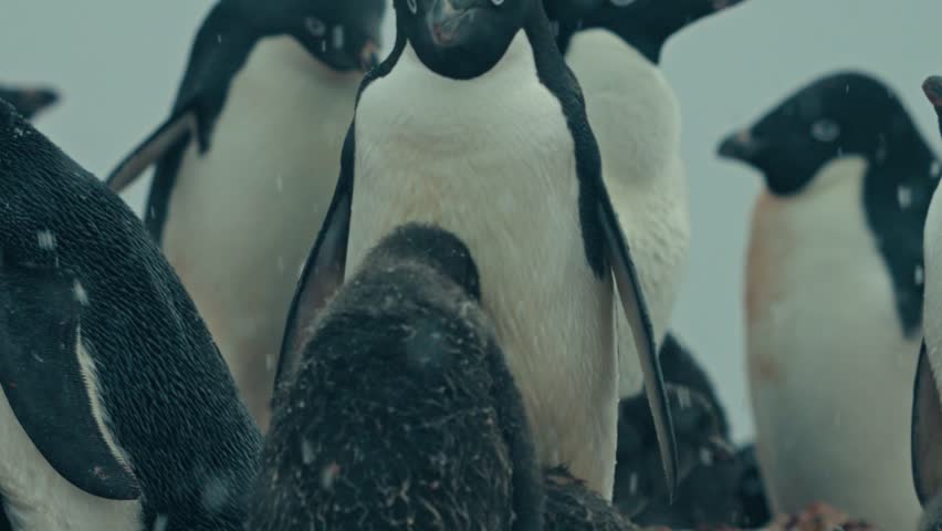Adult adelie penguin stands over small fluffy chick protecting it while snow falls during cold antarctica expedition