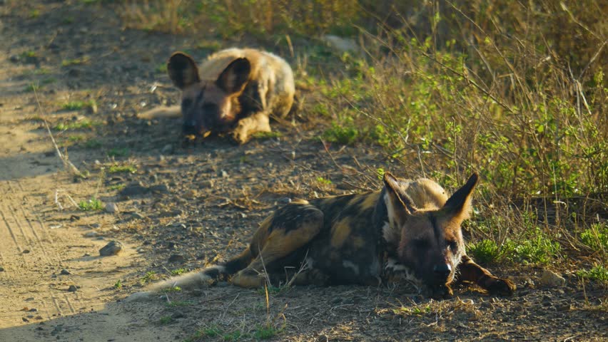 Two African wild dogs are resting and scanning the surroundings while twitching their ears