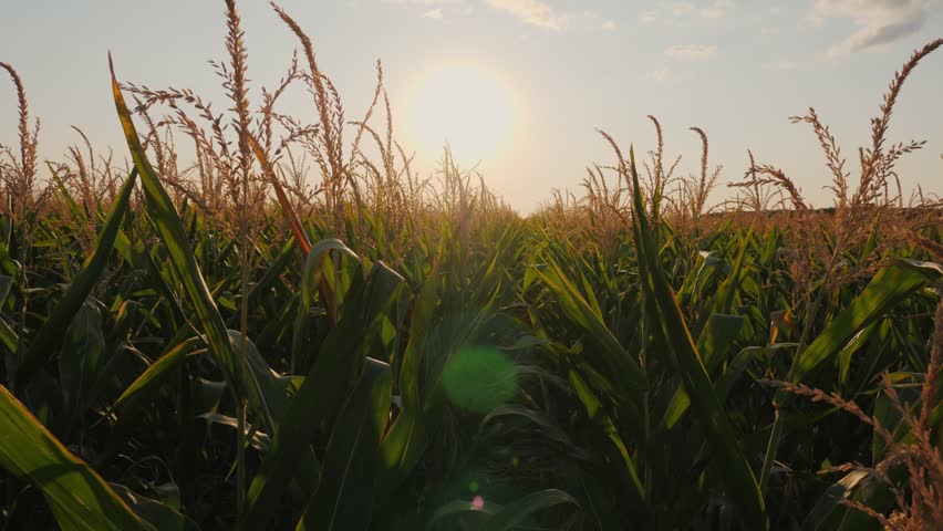 Slow motion panning through corn stalks at sunset.
