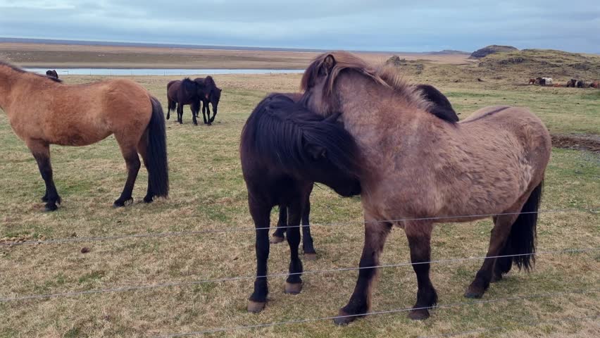 Group of beautiful Icelandic horses with long manes standing in a green field. Stunning herd of animals in the wild Icelandic landscape