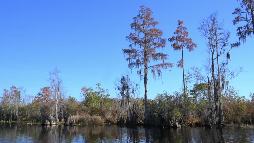Okefenokee National Wildlife Refuge. A fantastical riparian forest along the river within the Okefenokee Swamp ecosystem, inhabited by American alligators (Alligator mississippiensis), swamp cypress (Taxodium distichum), and other tree species covered with epiphytes of the genus Tillandsia, Georgia, USA.