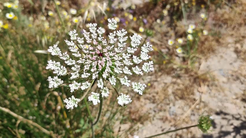Wild carrot: a species of flowering plant, its botanical name is Daucus carota.