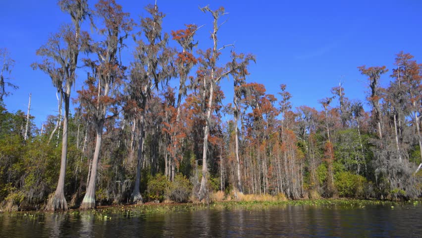 Okefenokee National Wildlife Refuge. A fantastical riparian forest along the river within the Okefenokee Swamp ecosystem, inhabited by American alligators (Alligator mississippiensis), swamp cypress (Taxodium distichum), and other tree species covered with epiphytes of the genus Tillandsia, Georgia, USA.