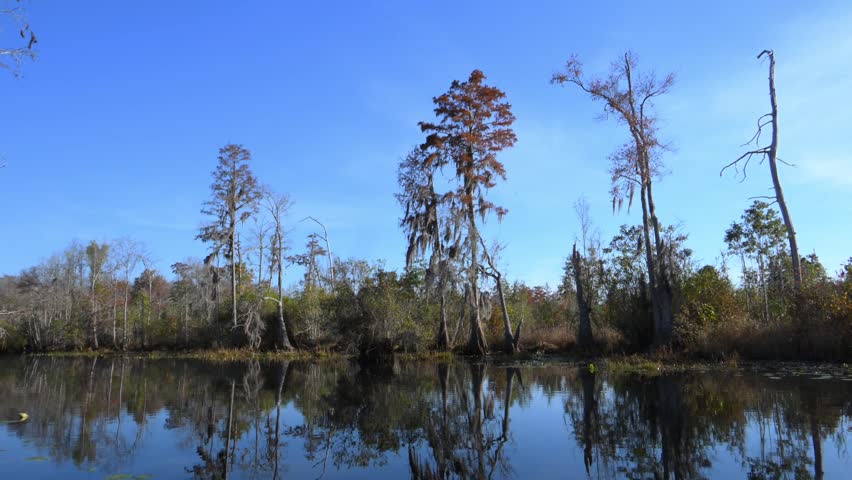 Riparian forest along the river inhabited by American alligators (Alligator mississippiensis), swamp bald cypress (Taxodium distichum) and other tree species, many of which are covered with epiphytes of the genus Tillandsia (air plants), within the Okefenokee Swamp ecosystem, Georgia, USA. Okefenokee National Wildlife Refuge. 