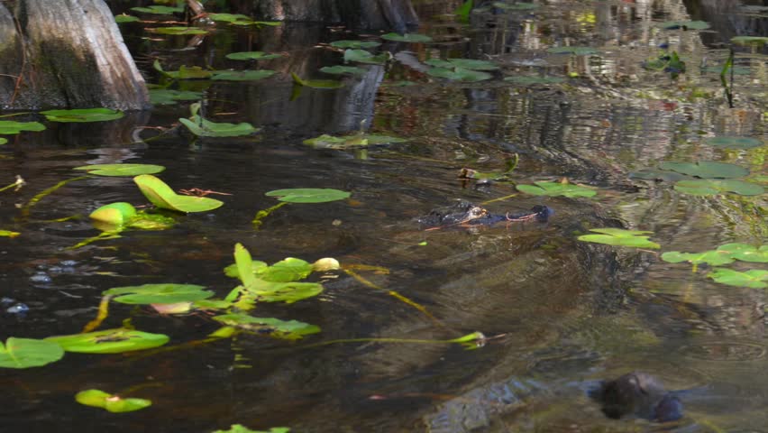 Okefenokee National Wildlife Refuge. The American alligator (Alligator mississippiensis) slowly swims among aquatic vegetation and water-lily leaves (Nymphaeaceae) and submerges underwater in the Okefenokee Swamp, Georgia, USA.