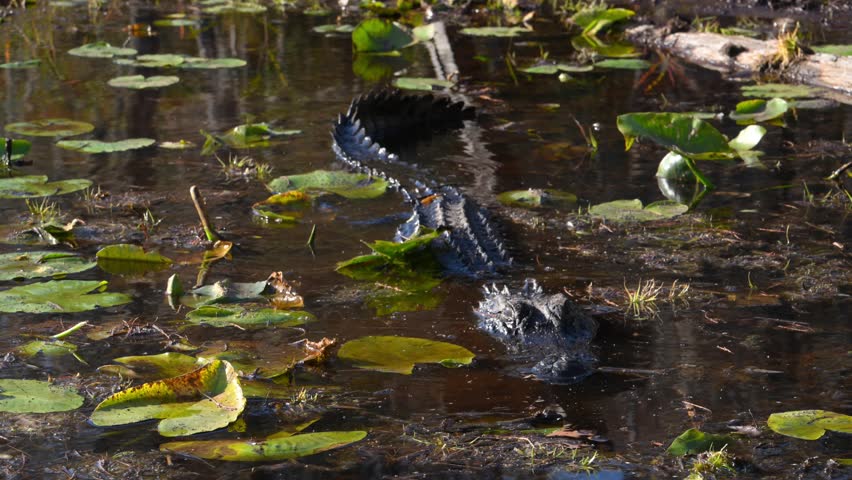 American alligator (Alligator mississippiensis) resting in water among aquatic vegetation and water lily leaves (family Nymphaeaceae, genus Nymphaea spp.) in the Okefenokee Swamp, Georgia, USA. Okefenokee National Wildlife Refuge. 