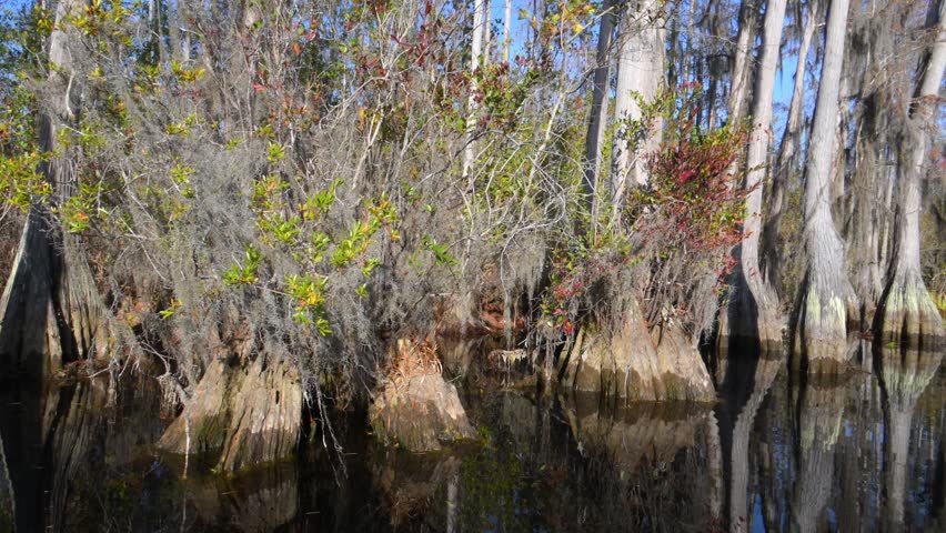 Riparian forest along the river inhabited by American alligators (Alligator mississippiensis), swamp bald cypress (Taxodium distichum) and other tree species, many of which are covered with epiphytes of the genus Tillandsia (air plants), within the Okefenokee Swamp ecosystem, Georgia, USA. Okefenokee National Wildlife Refuge. 