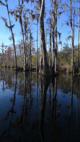 Riparian forest along the river inhabited by American alligators (Alligator mississippiensis), swamp bald cypress (Taxodium distichum) and other tree species, many of which are covered with epiphytes of the genus Tillandsia (air plants), within the Okefenokee Swamp ecosystem, Georgia, USA. Okefenokee National Wildlife Refuge. 
