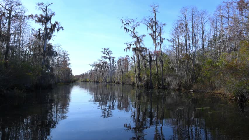 Swamp forest along a river inhabited by American alligators (Alligator mississippiensis), bald cypresses (Taxodium distichum), and other tree species covered with epiphytic air plants (Tillandsia spp.). Aquatic vegetation grows along the shoreline within the Okefenokee National Wildlife Refuge, Georgia, USA.