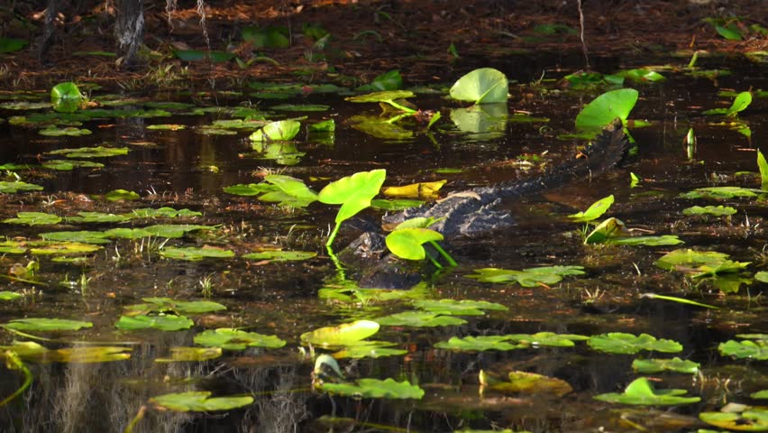 Okefenokee National Wildlife Refuge. A large American alligator (Alligator mississippiensis) swimming through aquatic vegetation and water lily (Nymphaea spp.) leaves toward a boat in the Okefenokee Swamp, Georgia, USA.