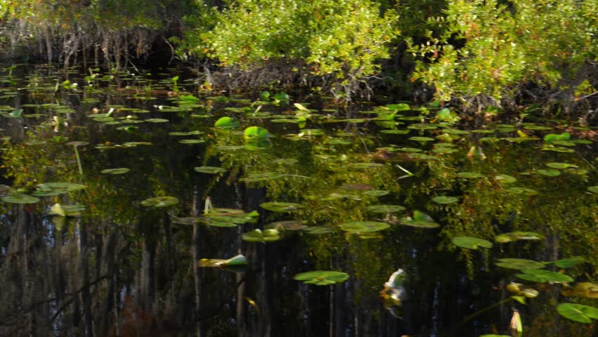 Georgia, Okefenokee National Wildlife Refuge. Bald cypress trees (Taxodium distichum) growing along a riverbank in a swamp, covered with epiphytic flowering plants of Spanish moss (Tillandsia usneoides). USA