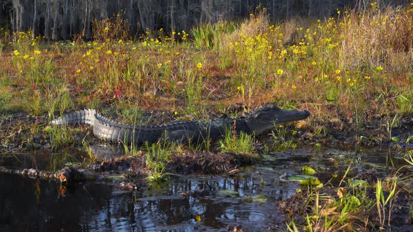 Okefenokee National Wildlife Refuge. A large American alligator (Alligator mississippiensis) rests in a swamp along the bank of a small river, basking in the sun in the Okefenokee Swamp, Georgia, USA.