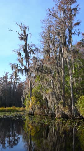 Georgia, Okefenokee National Wildlife Refuge. Bald cypress trees (Taxodium distichum) growing along a riverbank in a swamp, covered with epiphytic flowering plants of Spanish moss (Tillandsia usneoides). USA