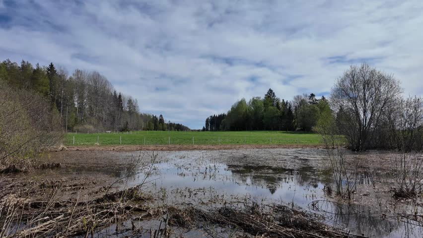 Peaceful wetland landscape with shallow water, reeds and trees under a cloudy sky. Natural Scandinavian scenery with calm outdoor atmosphere.