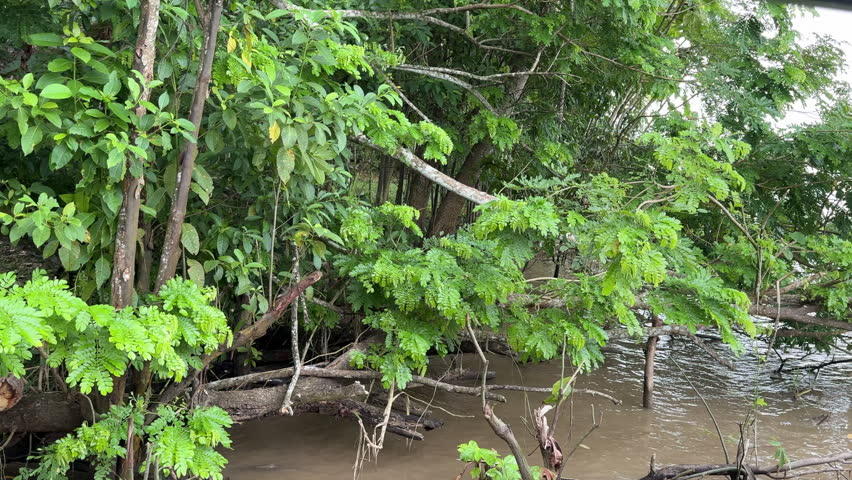 Vibrant green foliage stretches over a muddy riverbank, showcasing the dense vegetation of the Amazon rainforest. Ideal for environmental documentaries or nature-focused content.
