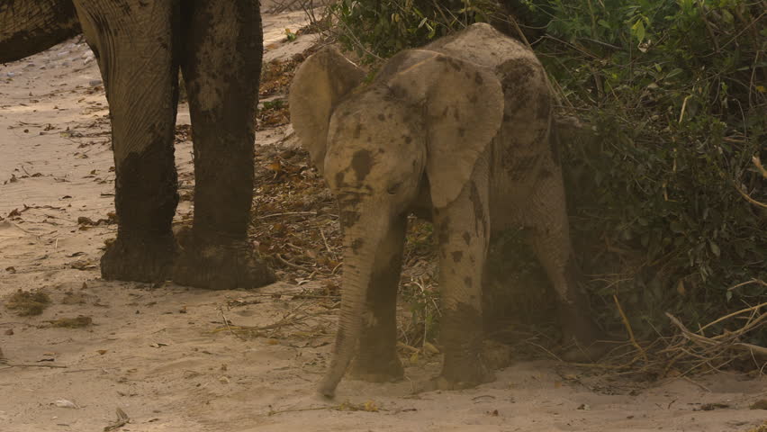 A baby elephant taking a dust bath in the Namib Desert. The little one stands in front of a green bush and tosses sand onto its back with its trunk. To its left, the legs of its mother can be seen.