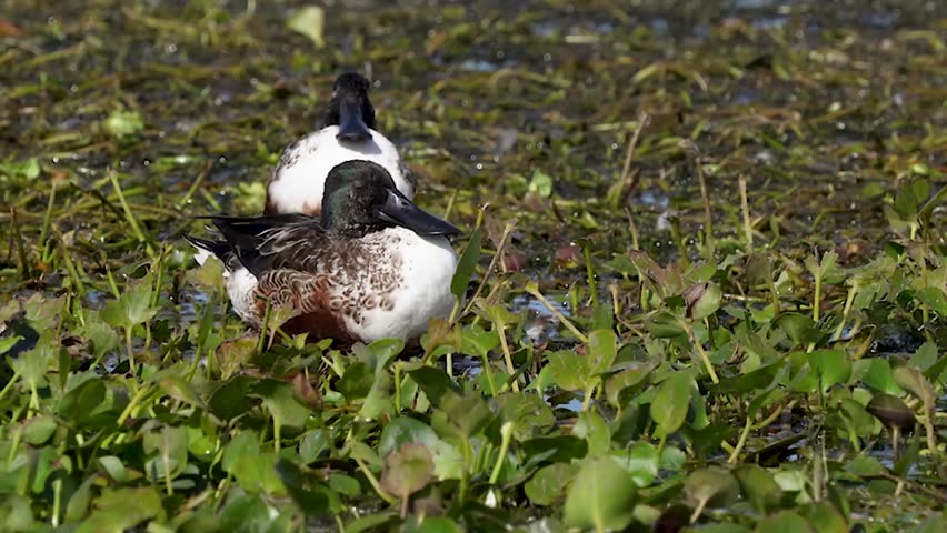 Close-up footage of a male northern shoveler resting peacefully in its natural habitat, showcasing detailed plumage and calm waterfowl behavior in crisp 4K resolution.