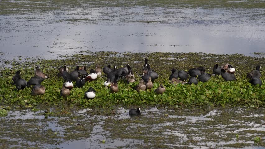 Close-up footage of northern shovelers, coots, and other ducks gathering together in wetlands, showcasing natural social behavior and diverse waterfowl species in crisp 4K resolution.