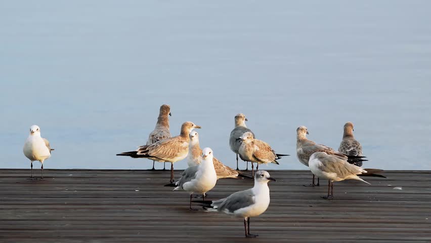 Close-up footage of a group of seagulls resting on a pier, showcasing natural coastal bird behavior and detailed feather texture in crisp 4K resolution.