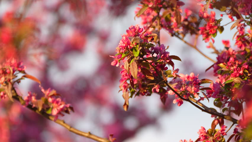 branches with pink flowers and a bee in spring