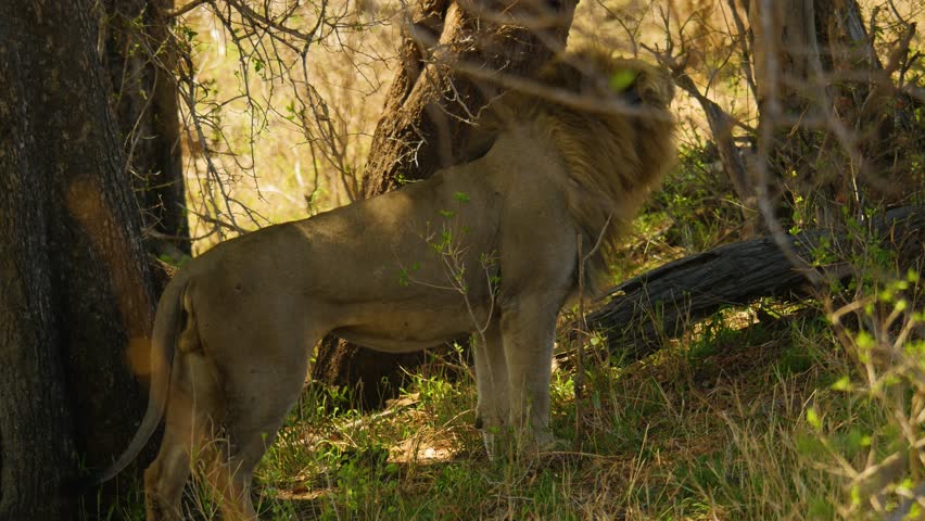 An adult male African lion standing amidst thick wilderness, baring his teeth and roaring aggressively to mark his territory.