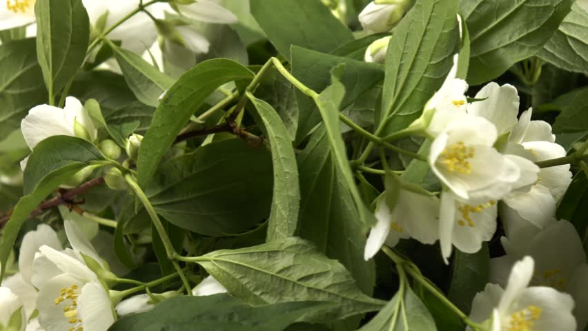 Bouquet of fresh white philadelphus flowers, background, floral arrangement, side view