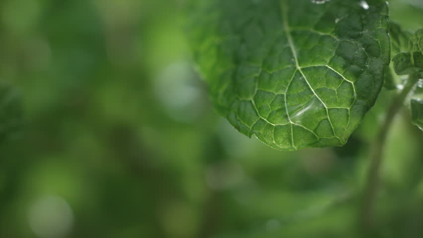 A drop of water drips onto a spearmint green leaf in slow motion. Liquid falling on a mint leaf in close-up. Nature herb and natural beauty skin care concept. Macro abstract background