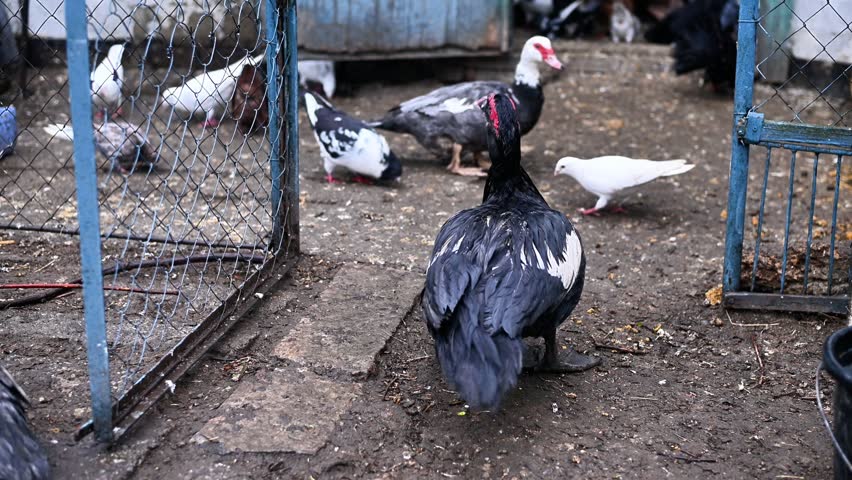 Muscovy duck walks on ground near wire fence. Large duck stands in poultry yard. White pigeon flock searches for food on muddy soil outdoors, domestic bird aviculture farm.