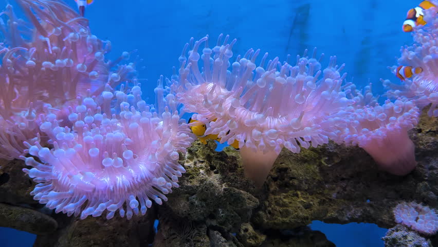Close-up of clownfish living inside a vibrant pink sea anemone