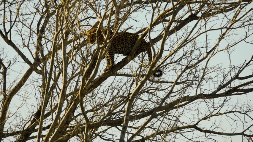 An African leopard stands high in a tree among the branches and looks down.