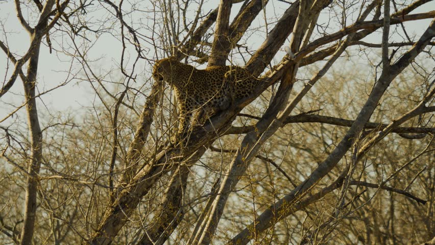 A leopard yawns up in a tree in the African savannah