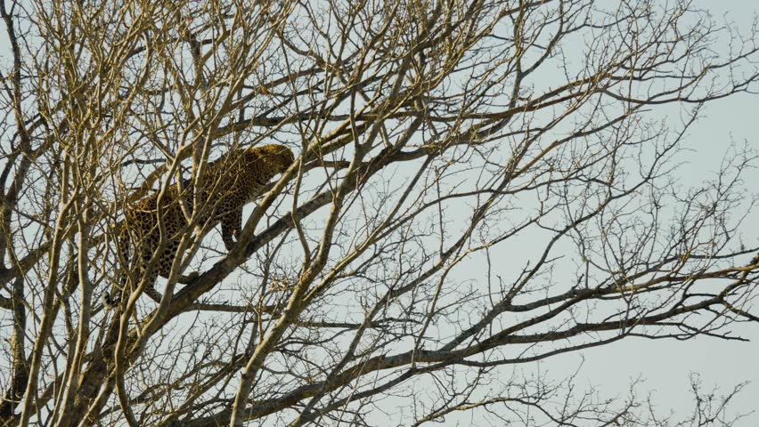 An African leopard stands high in a tree among the branches.