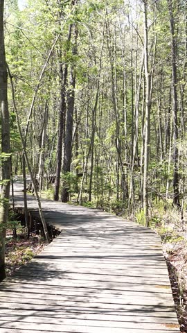 A winding wooden boardwalk footpath leading through a lush green forest of young deciduous and coniferous trees on a sunny spring day