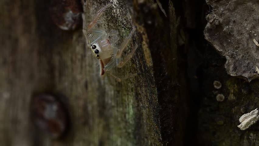 A cinematic macro view focusing on the spider