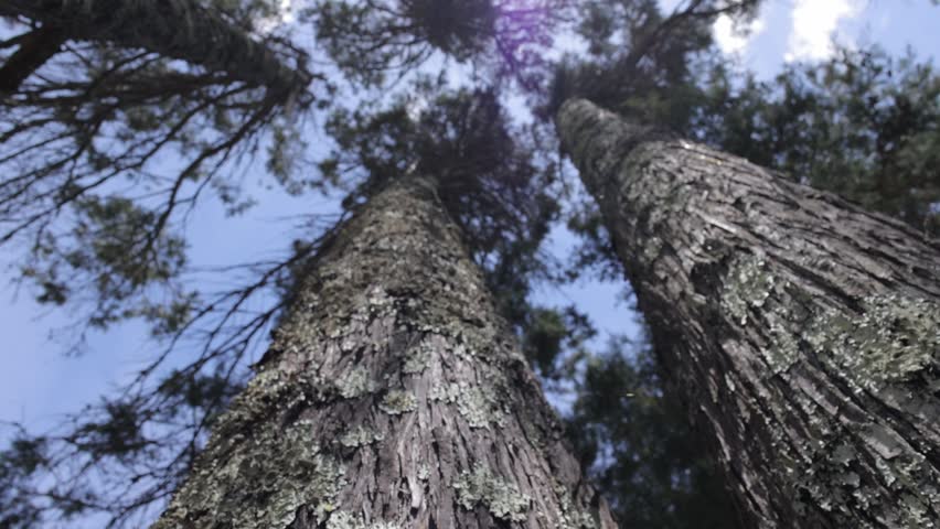 Liqens on a tree bark in slow motion