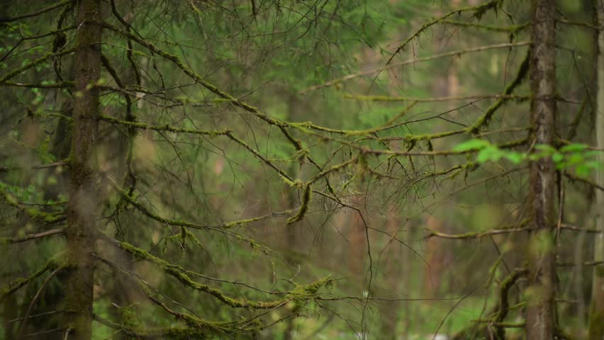 Moss covered tree branches in deep forest