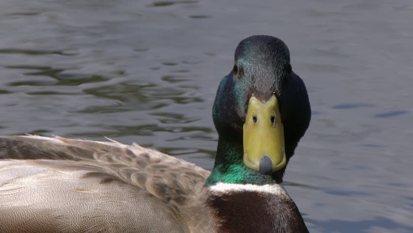 Close up drake Mallard duck iridescent green head and face in pond