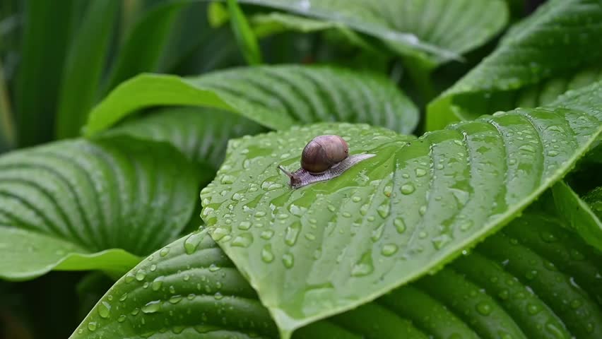 Snail on a wet green leaf after rain with water drops.