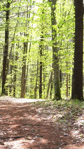 A sunlit forest path covered in dry leaves and pine needles winds through vibrant green deciduous and evergreen trees during spring
