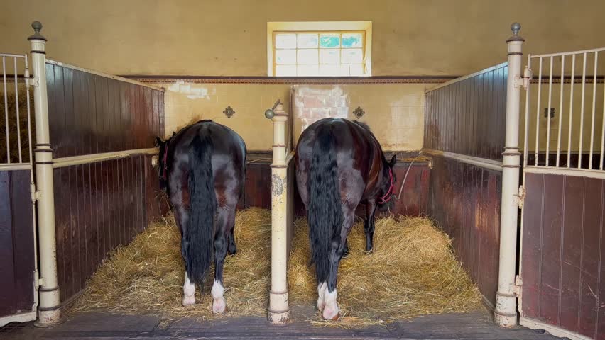 Dark horses feed calmly inside the stable.
