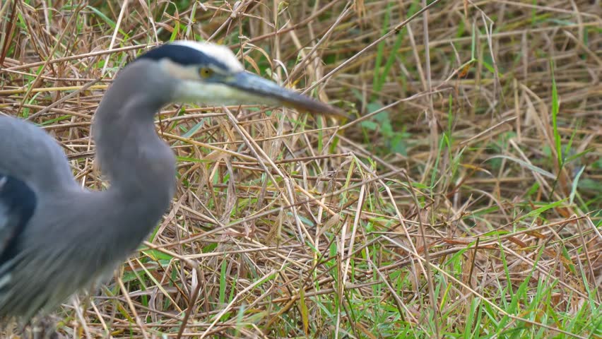 Great blue heron hunting and foraging patiently in a marshy wetland with tall dry reeds and green grass under natural daylight Slow motion 120fps 4k video footage