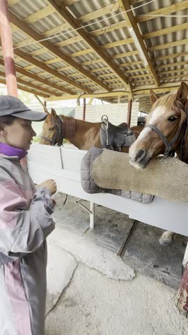 A woman in a cap and tracksuit feeds a brown horse in a stable, gently stroking its nose
