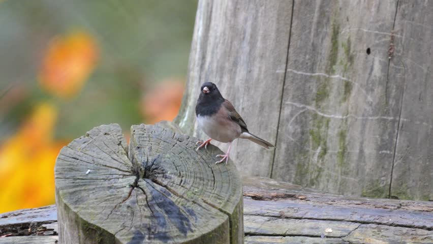Dark-eyed junco bird perched on a weathered wooden stump in a garden during daytime Slow motion 120fps 4k video footage