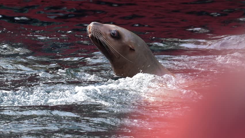Sea lion swimming and raising its head above the undulating water surface in a harbor Slow motion 120fps 4k video footage