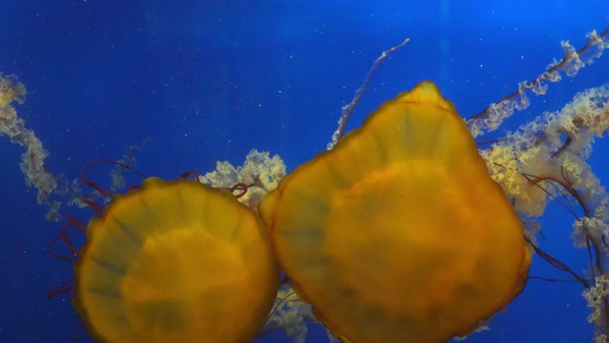 Jellyfish swimming and drifting through the deep blue ocean water under soft glowing light Slow motion 120fps 4k video footage