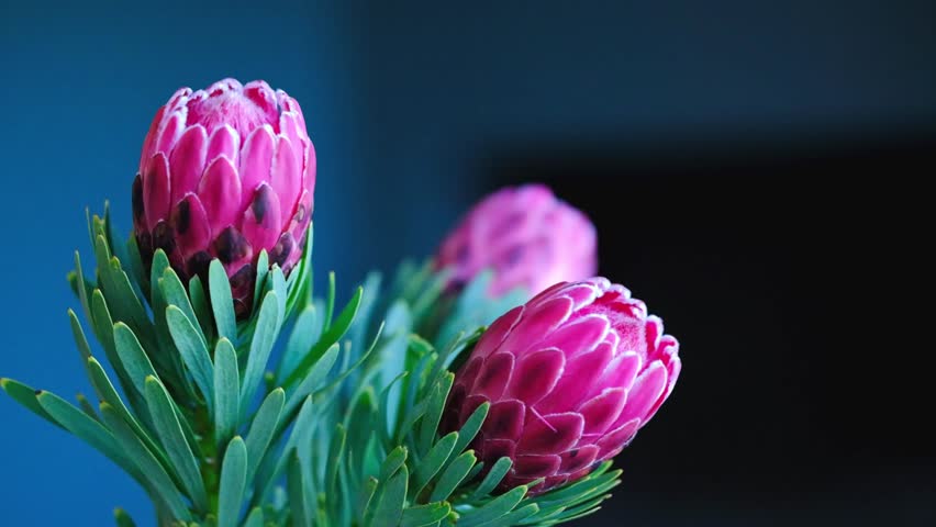 Stunning pink proteas against a dark background