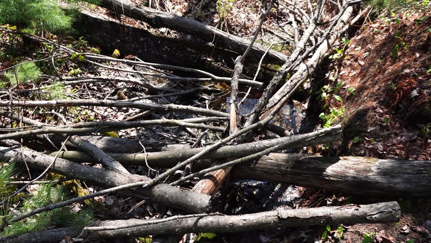 Overhead view of fallen tree trunks and tangled branches covering a shallow muddy creek bed in a forest