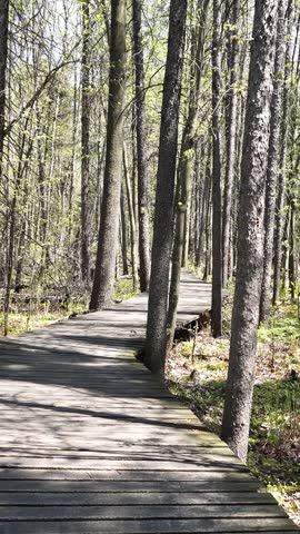 A rustic wooden boardwalk winds through a dense deciduous and coniferous forest, illuminated by dappled sunlight filtering through the spring leaves