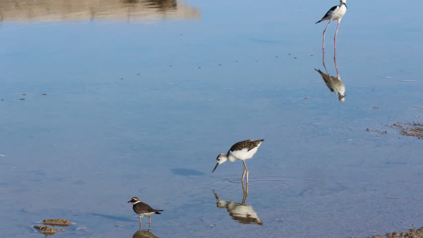 spring, natural landscape, water birds walking on the mud, nature