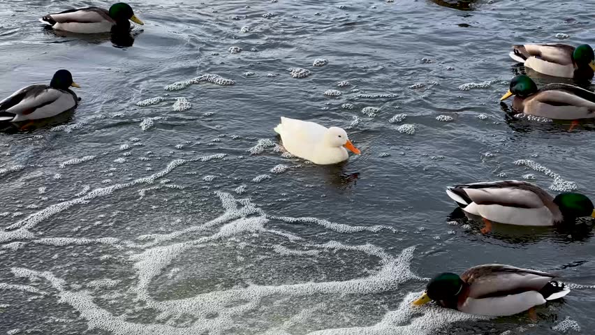 Mallard ducks and one white duck swimming in dark, cold, rippling water. Winter wildlife scene with waterfowl foraging in an icy river.
